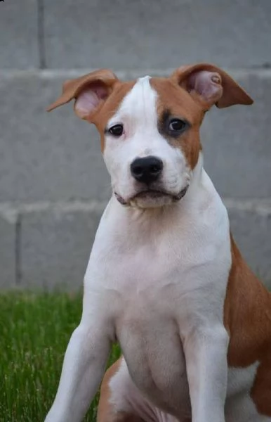 stafford terrier americano alta qualità | Foto 4