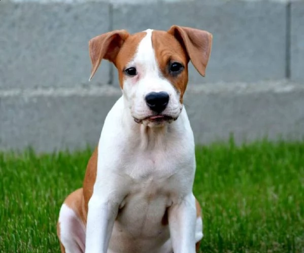 stafford terrier americano alta qualità | Foto 2