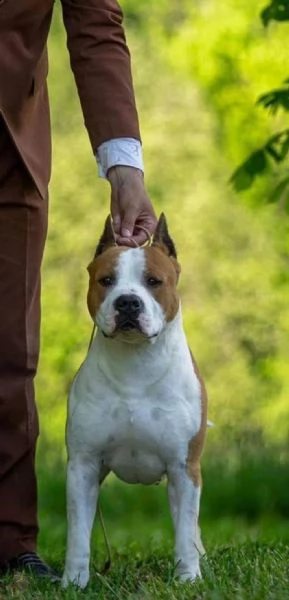 stafford terrier americano alta qualità | Foto 0