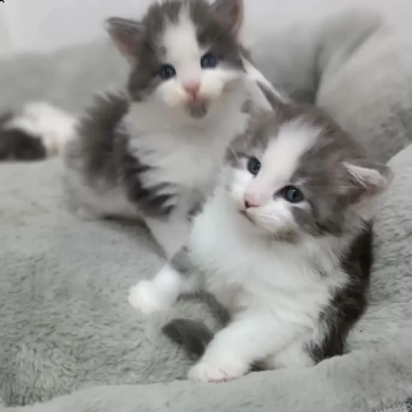 gattini maine coons  | Foto 4