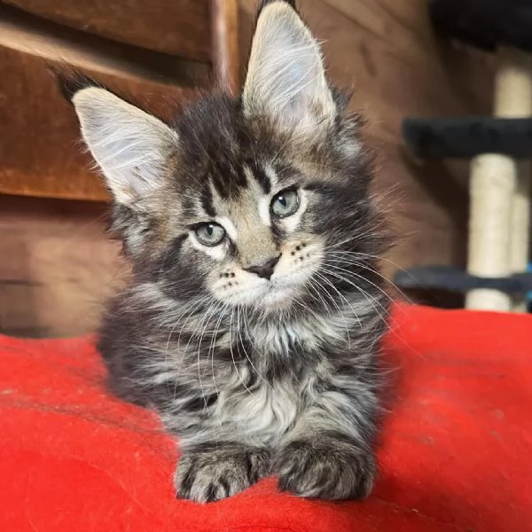 gattini maine coons  | Foto 3