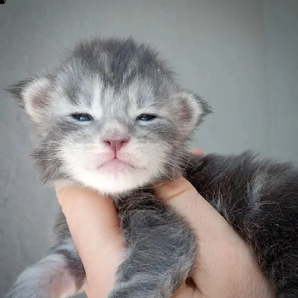 gattini maine coons  | Foto 4