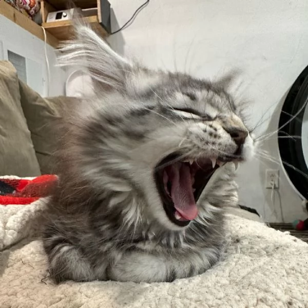 gattini maine coons  | Foto 1