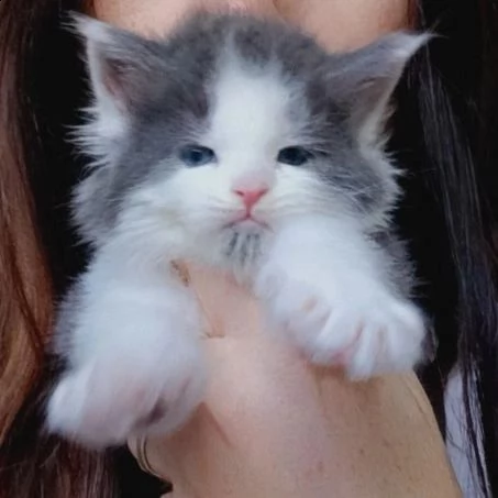 gattini maine coons  | Foto 0