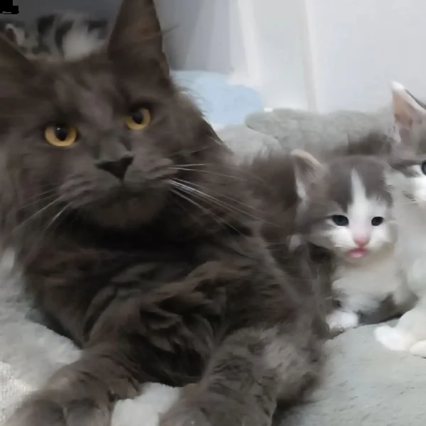 gattini maine coons  | Foto 5