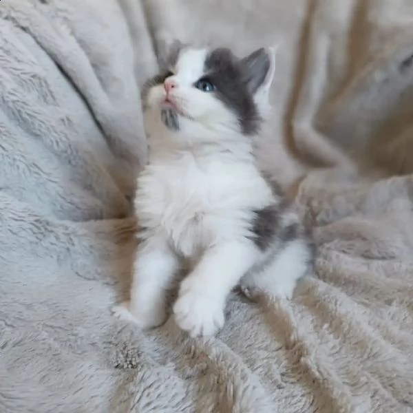 gattini maine coons  | Foto 3