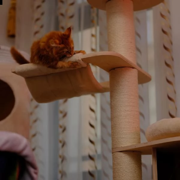 gattini maine coons  | Foto 0