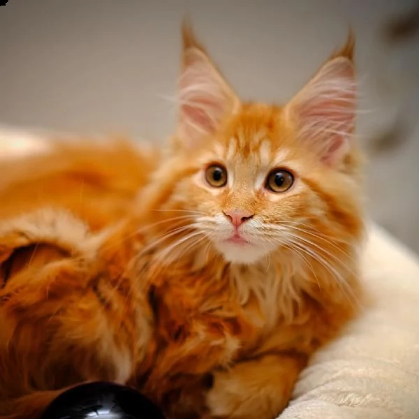 gattini maine coons  | Foto 1