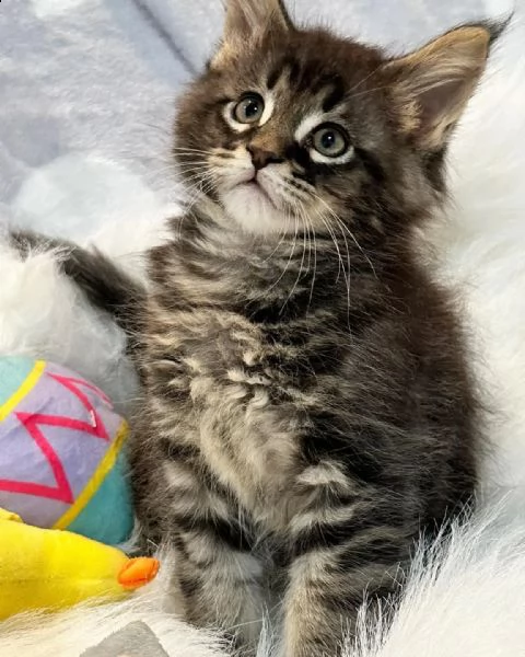 gattini maine coons  | Foto 0