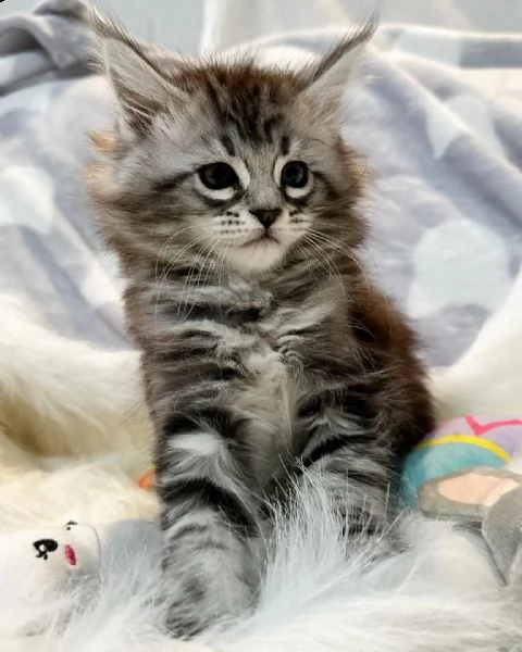 gattini maine coons  | Foto 5