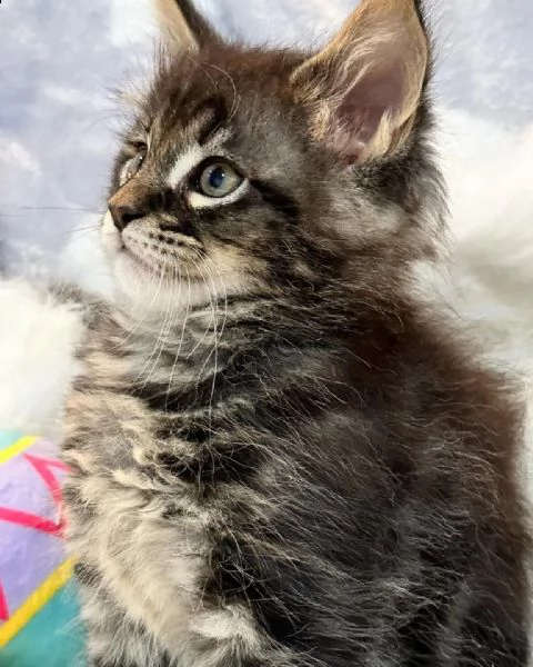 gattini maine coons  | Foto 3
