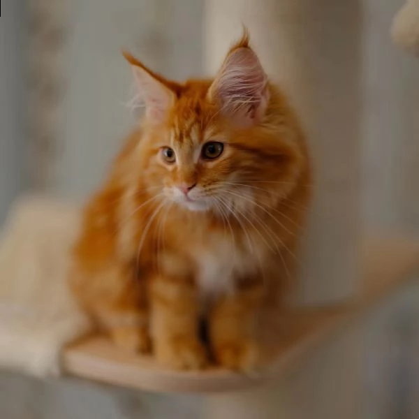 gattini maine coons  | Foto 3