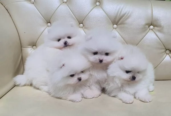 cucciolo pomerania maschio