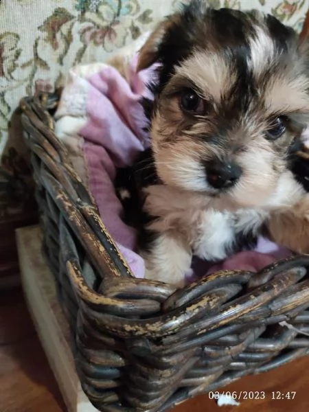 yorkshire terrier