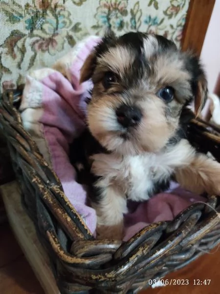 yorkshire terrier