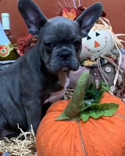 dolcissimi cuccioli bouledogue francese