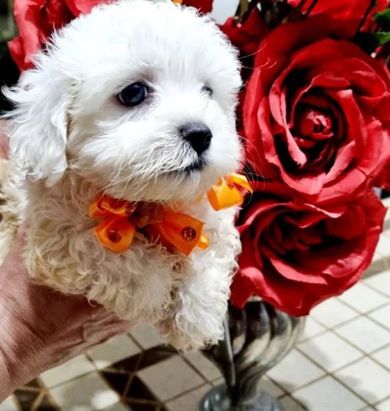 maltese pronta dal 10 ottobre