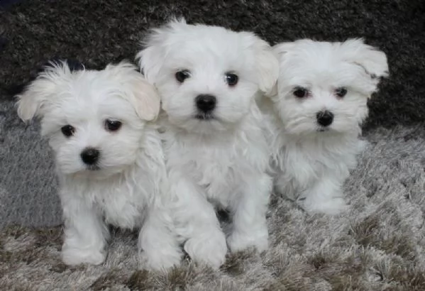 maltese toy cuccioli