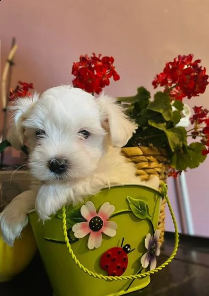 maltese coreano