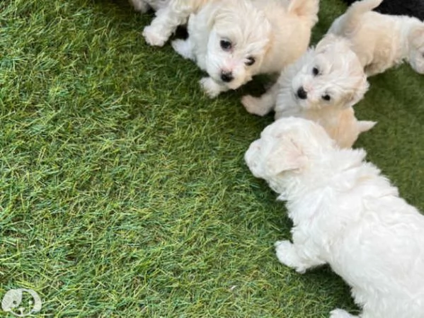 maltese toy | Foto 3