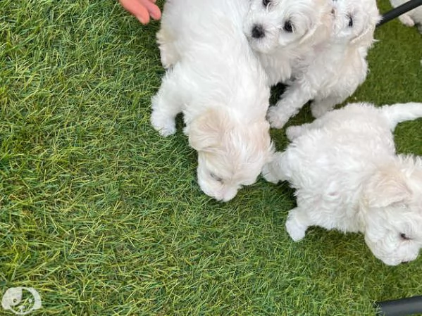 maltese toy | Foto 2