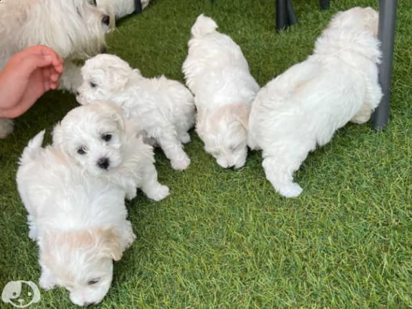 maltese toy