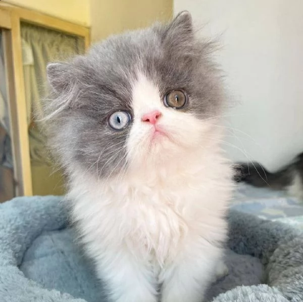 affettuosi gatto persiano