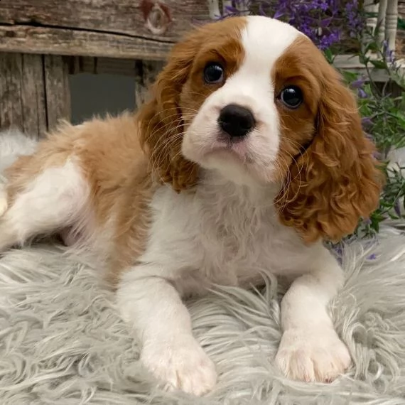 cuccioli di cavalier king femminucce e maschietti disponibili per l'adozione gratuita i cuccioli son