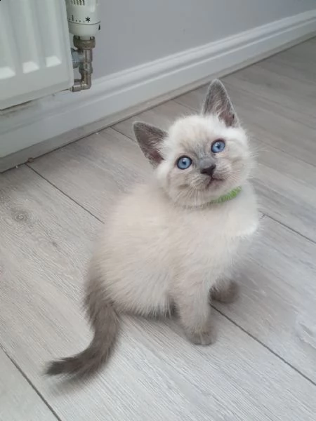 bellissimi gattini siamesi