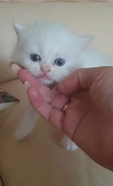 adorabili gattini munchkin | Foto 0