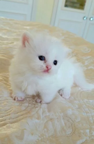 adorabili gattini munchkin