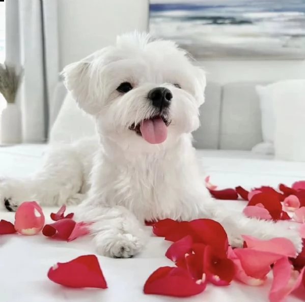 bellissimi cuccioli maltesi