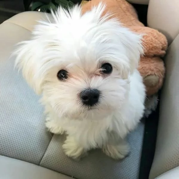 bellissimi cuccioli di maltese teacup in vendita bellissimi cuccioli di teacup maltese pronti per og | Foto 0