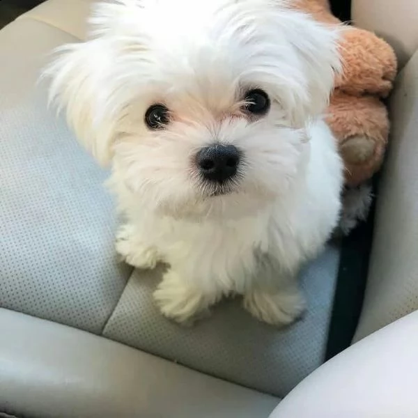bellissimi cuccioli di maltese teacup in vendita bellissimi cuccioli di teacup maltese pronti per og