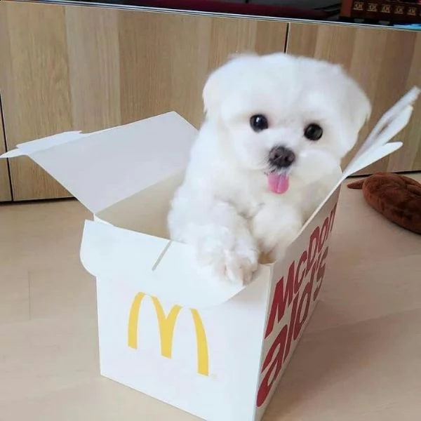 adorabili cuccioli di maltese da tè per una famiglia amorevole abbiamo adorabili cuccioli maltesi ma