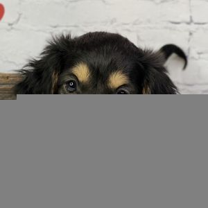 regalo bassotto | Foto 0