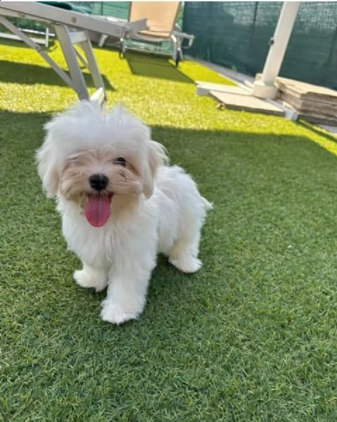 regalo dolci cuccioli maltese per l'adozione abbiamo cuccioli maltese molto felice e sorprendente. a