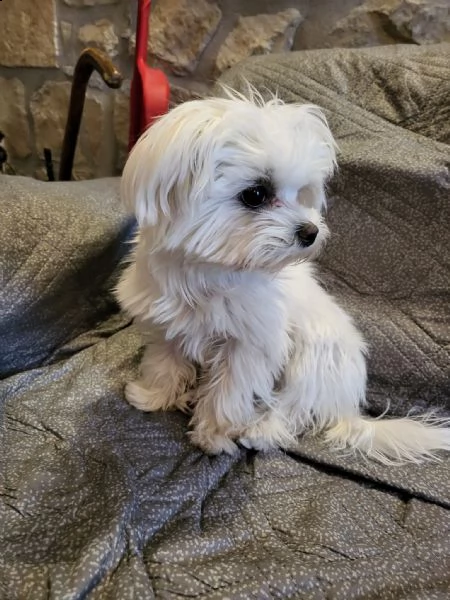 cuccioli maltesi dolci e giocherelloni in adozione, maschi e femmine ##### adorabili cuccioli maltes | Foto 0