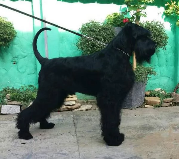 schnauzer gigante cane in vendita | Foto 2