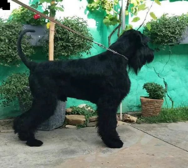 schnauzer gigante cane in vendita