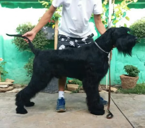 schnauzer gigante cane in vendita | Foto 0