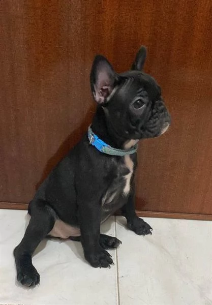 regalo bellissimo bulldog francese whatsapp (0039 353 317 4023 ) | Foto 2