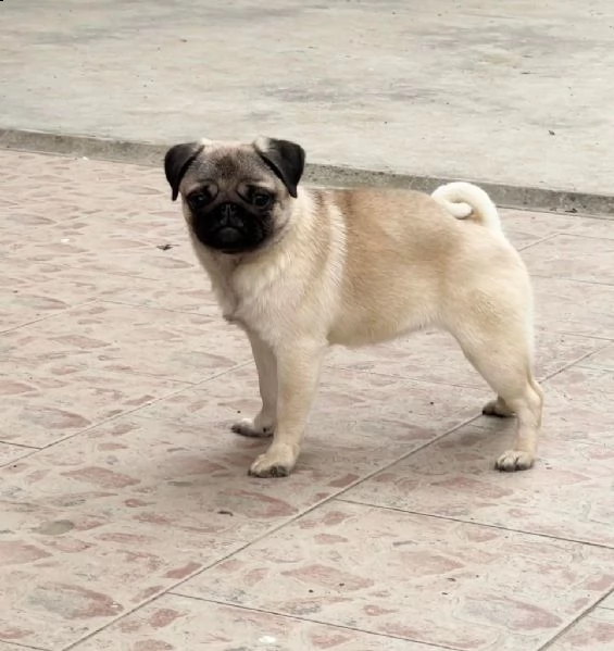 carlino giovani femmine in vendita