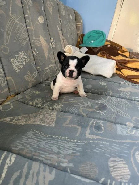 bulldog francese cuccioli | Foto 0