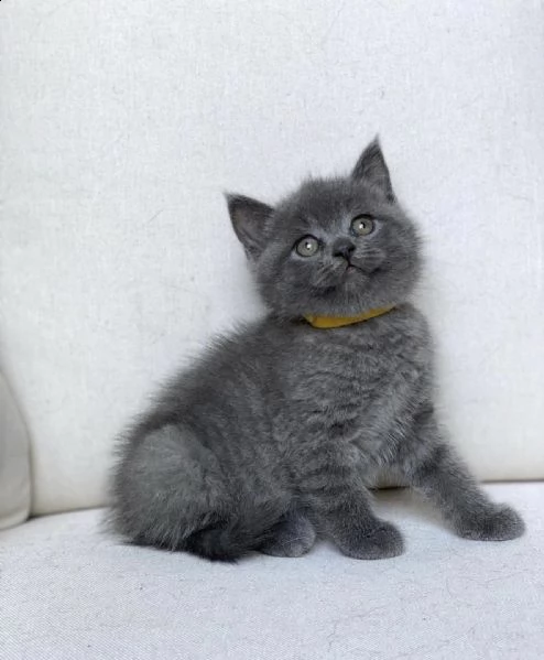 scottish fold | Foto 0