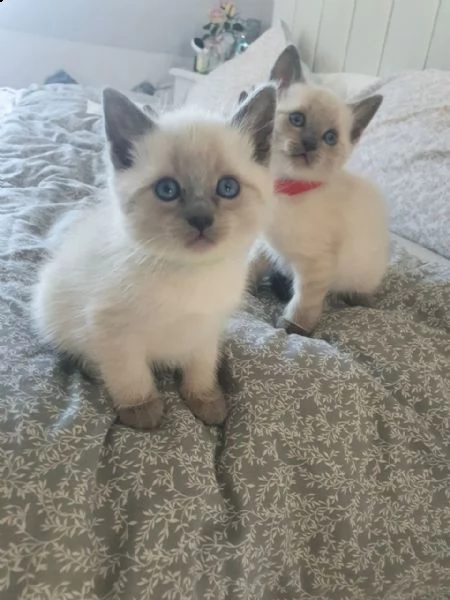 bellissimi gattini siamesi | Foto 1