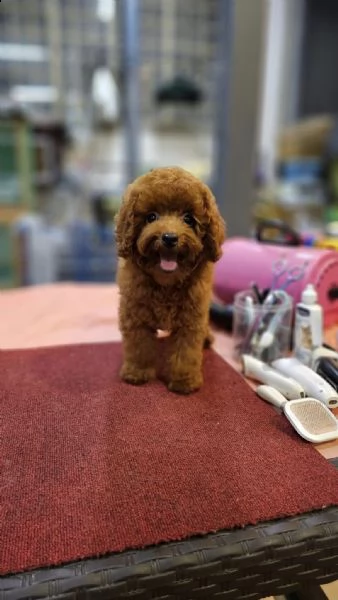 cuccioli barboncini toy piccoli  | Foto 0