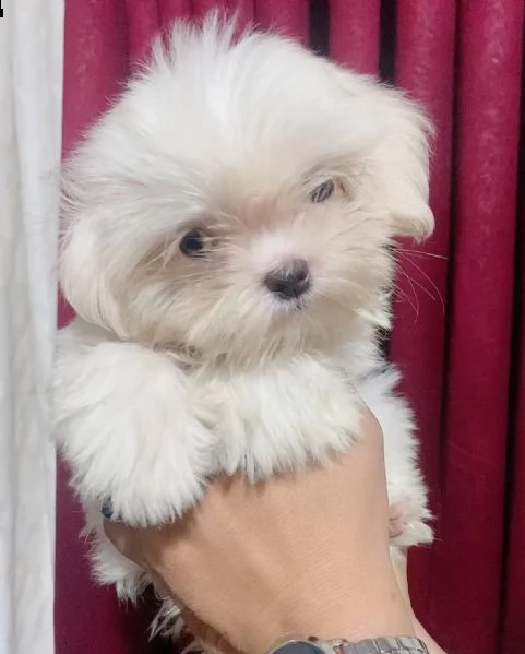 cuccioli di maltese disponibili!! | Foto 0