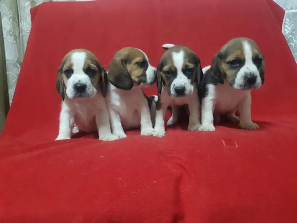 regalo cuccioli beagle whatsapp (0039 353 317 4023 ) | Foto 3