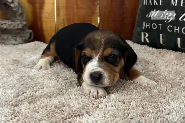 regalo cuccioli beagle whatsapp (0039 353 317 4023 )